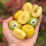 Mận Vàng Róc Hạt Palong size to
