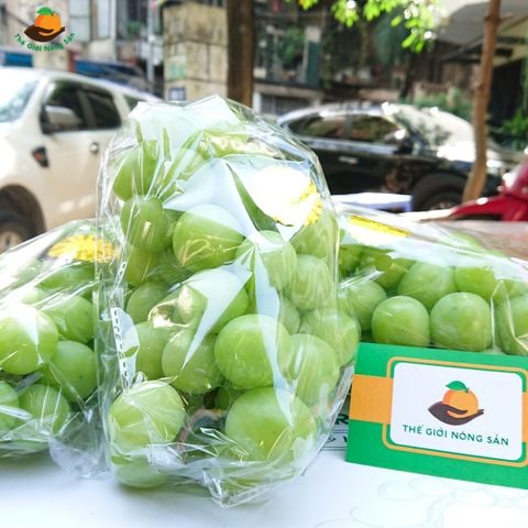  Nho Sữa Hàn Quốc 