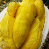 Sầu Riêng Musang King