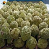 Sầu Riêng Ri6 Miền Tây