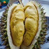 Sầu Riêng Ri6 Miền Tây