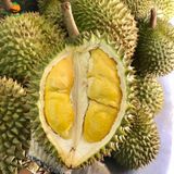Sầu Riêng Ri6 Miền Tây