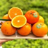 Quýt Úc Babibon Organic
