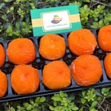 Hồng Dẻo Hàn Quốc