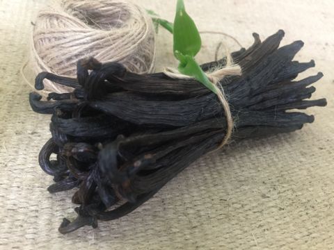  PNG Vanilla Loại E- Extraction 