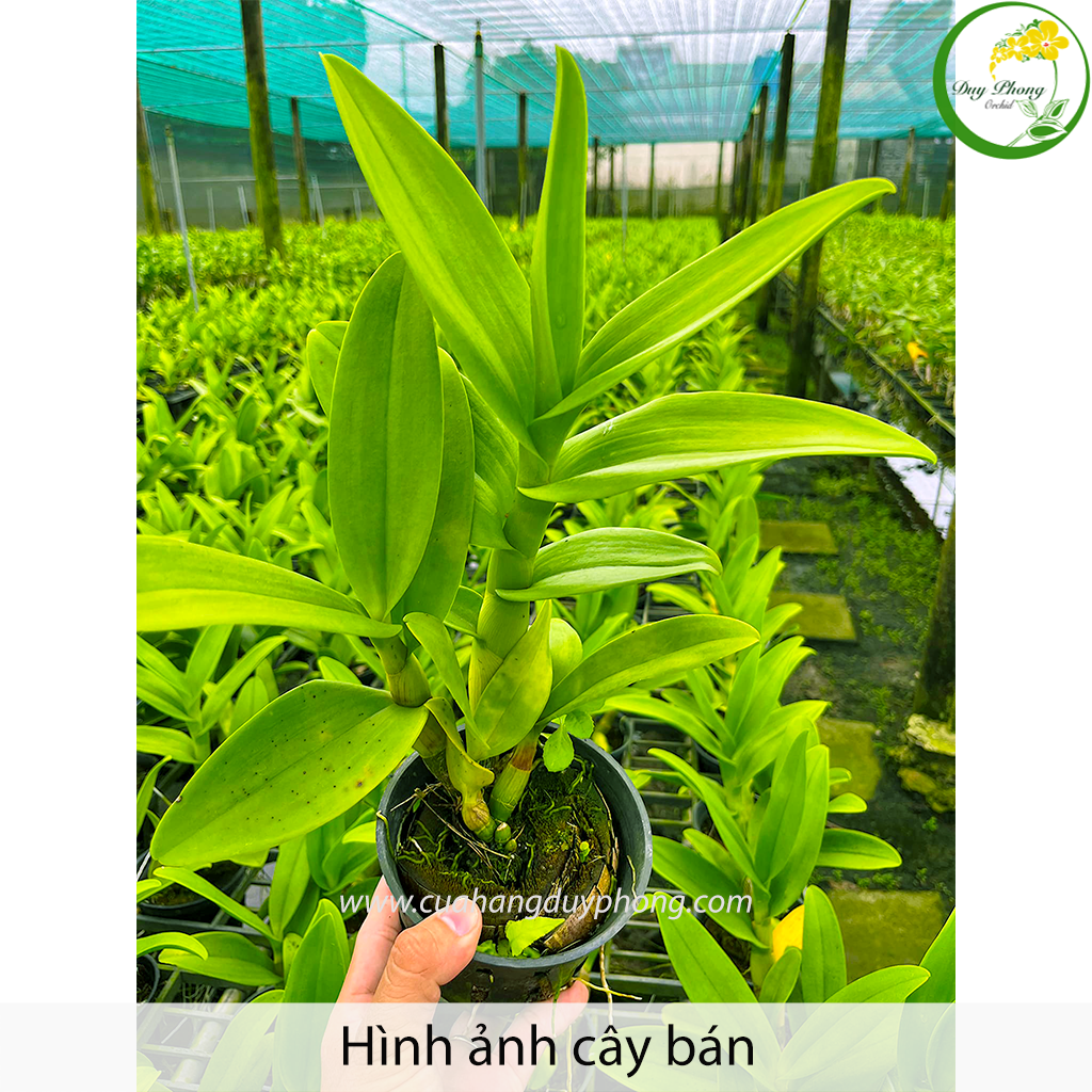 Tên và hình ảnh các loại hoa phong lan  Tin nhanh Plus