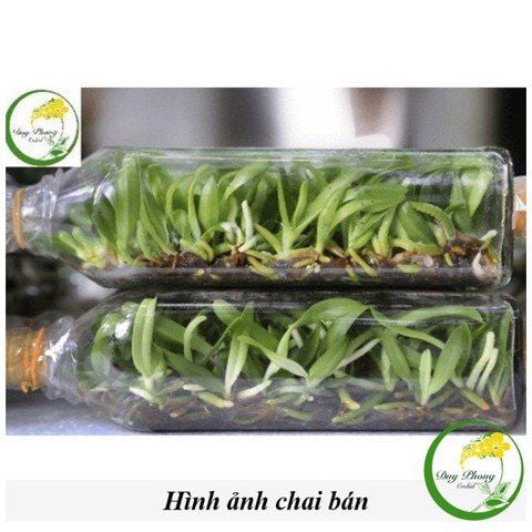  LAN NGHINH XUÂN (NGỌC ĐIỂM) - Bán nguyên chậu, cây khỏe, nở hoa vào dịp tết, hương thơm ngào ngạt 