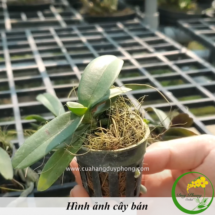  LAN NGHINH XUÂN (NGỌC ĐIỂM) - Bán nguyên chậu, cây khỏe, nở hoa vào dịp tết, hương thơm ngào ngạt 