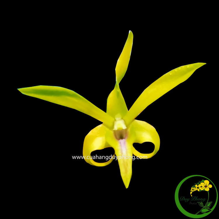  DENDRO THỎ VÀNG - Bán nguyên chậu, hoa màu vàng, size hoa trung bình, hoa khá thơm 