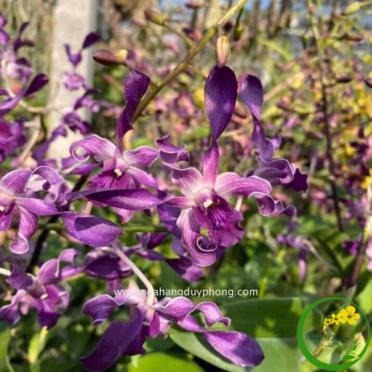 DENDRO RỒNG TÍM | Cây giống – HOA LAN DUY PHONG