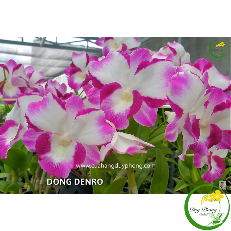  DENDRO NỮ HOÀNG - Hoa siêu to khổng lồ, màu hoa vô cùng đẹp 