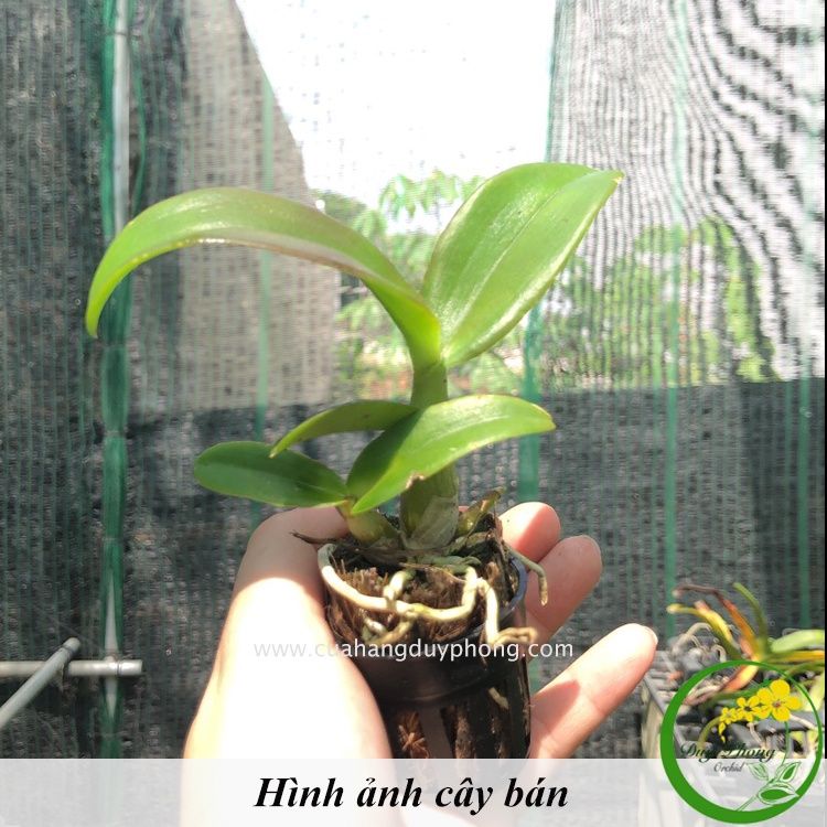 HOA LAN DUY PHONG