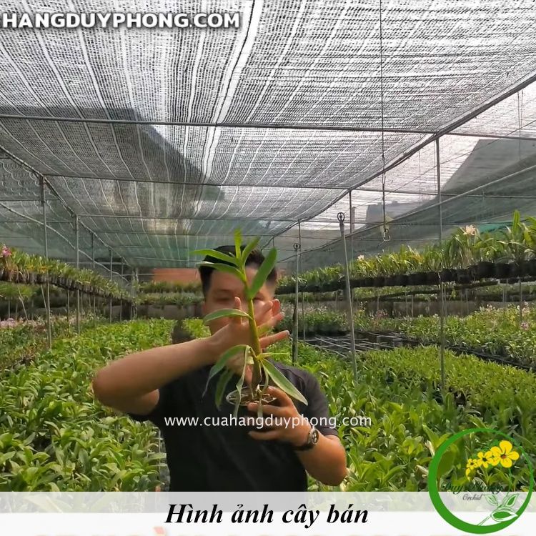 HOA LAN DUY PHONG