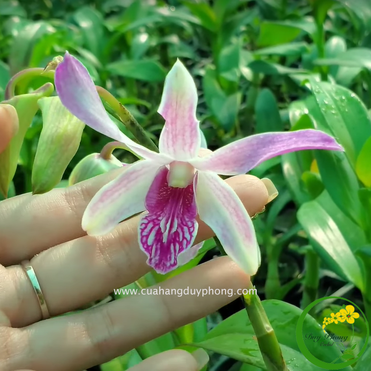  HOA LAN DENDRO NẮNG – URAWAN | Lưỡi hoa siêu độc lạ 