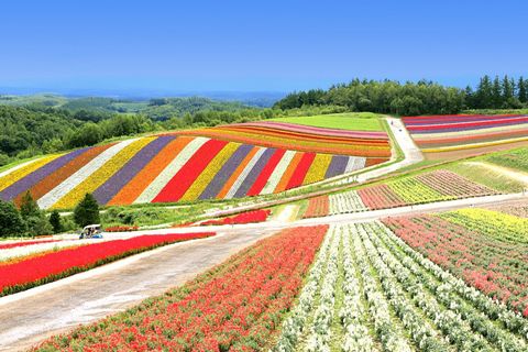  CHƯƠNG TRÌNH KHÁM PHÁ HOKKAIDO: TOKYO - ASAHIKAWA – SAPPORO – OTARU – BIEI- FURANO (6 NGÀY/5 ĐÊM) 