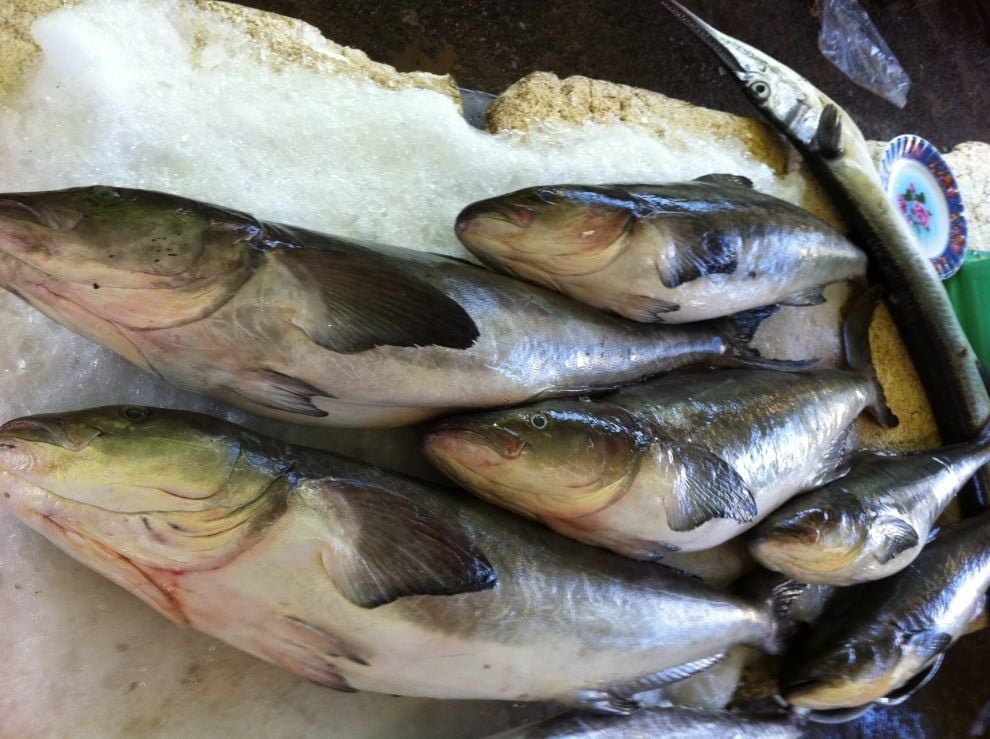 ca bop bien size 2kg 5kg con