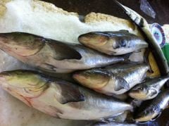 ca bop bien size 2kg 5kg con