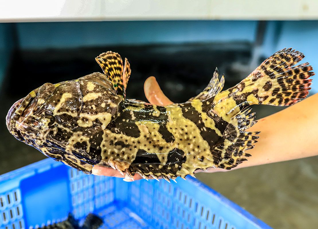 ca mu tran chau size 1kg 2 5kg con