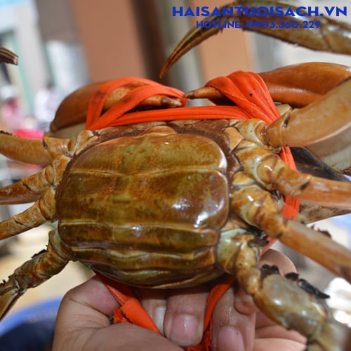 Cua Cà Mau Size 3 conkg   100 tươi sống thịt chắc giá tốt tại Hà Nội