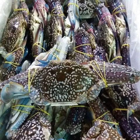 HẢI SẢN TƯƠI