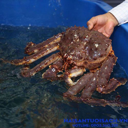 cua kingcrab size 2 4kg con