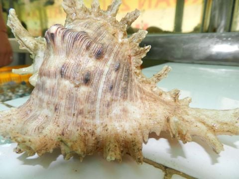 ỐC TRẮNG GAI