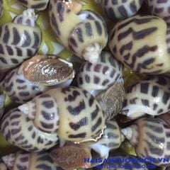 oc huong bien size 20 45con kg va size 50 75 con kg