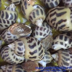 oc huong nuoi bien size 80 95con kg va size 100 115 con kg
