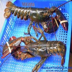 tom hum alaska tuoi uop da size 1 2 5kg con va size 1 4kg con
