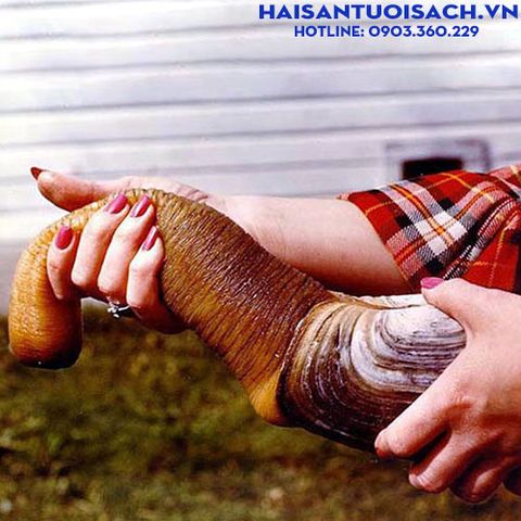 HÀU - TU HÀI