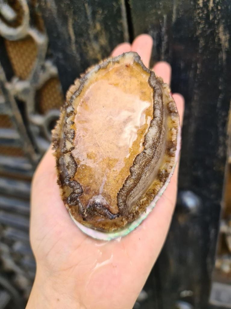 Bào Ngư Tươi - 0.5kg