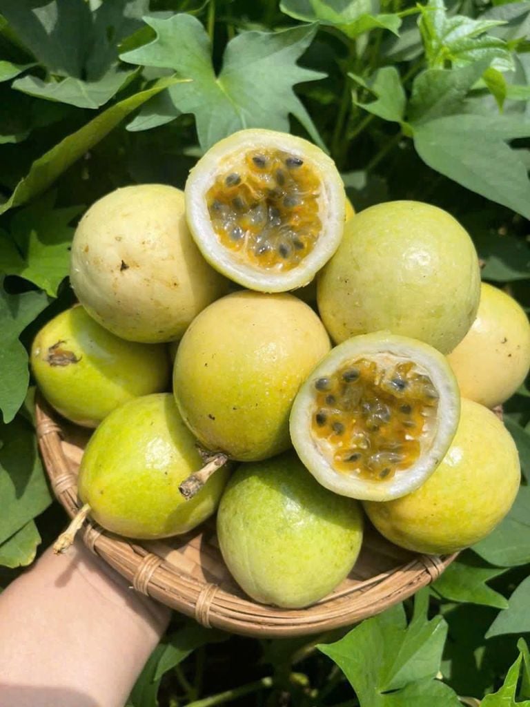 Chanh Dây Ổi Ngọt - KG