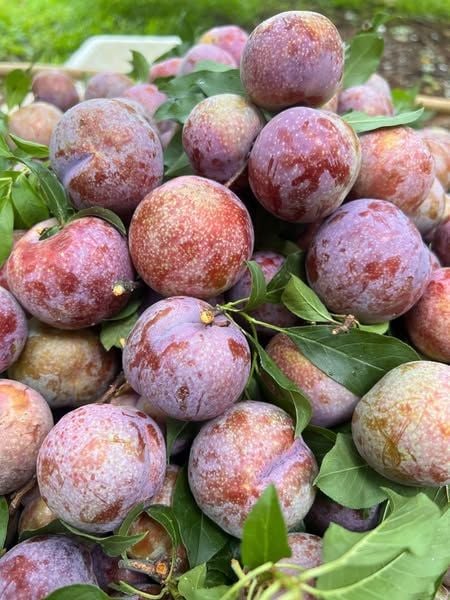 Mận Hậu Mộc Châu - 1KG
