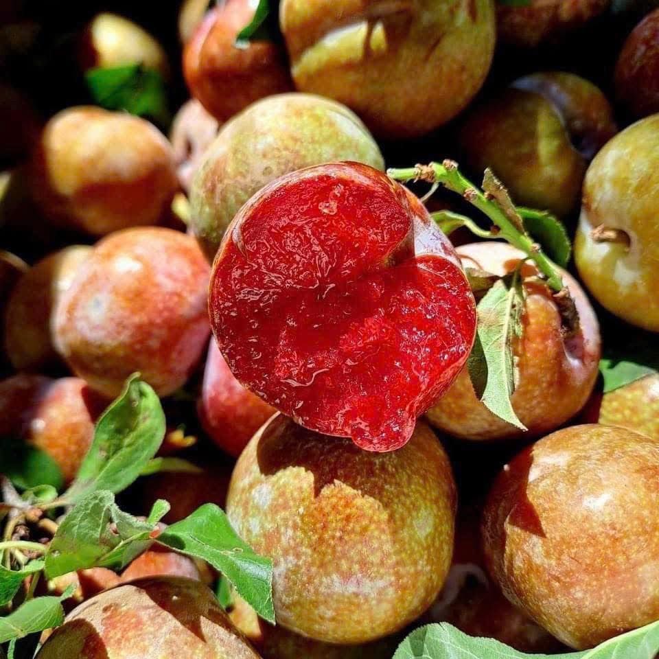Mận Hậu Mộc Châu - 1KG
