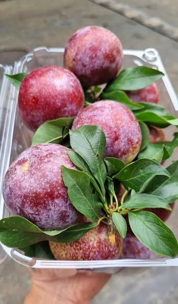 Mận Hậu Mộc Châu - 1KG