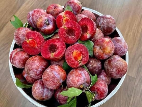 Mận Hậu Mộc Châu - 1KG