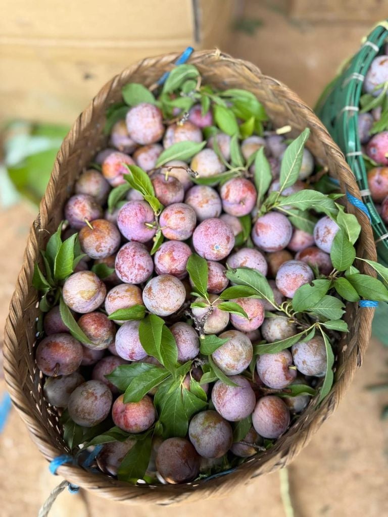 Mận Hậu Mộc Châu - 1KG