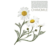 Sữa rửa mặt chiết xuất thảo mộc Israel, sữa rửa mặt dạng gel Moraz Chamomile & Achillea Facial Cleansing Gel 150ml