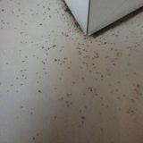 Thuốc diệt kiến sinh học SAMI SAMI, thuốc diệt kiến tận gốc hiệu quả 100%