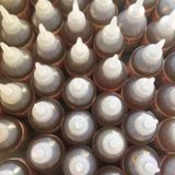 Thuốc diệt kiến sinh học SAMI SAMI, thuốc diệt kiến tận gốc hiệu quả 100%