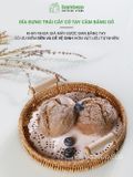 Khay nhựa tròn đựng đồ quai gỗ BAMBOOO ECO đan thủ công bằng tay chất liệu giả mây