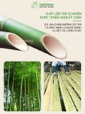 Bộ đũa gỗ tre tự nhiên 10 đôi BAMBOOO ECO an toàn vệ sinh, sử dụng cho gia đình, nhà hàng, khách sạn, đồ dùng nhà bếp