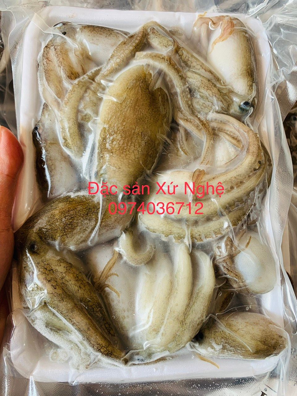 bach tuoc sua