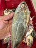 cangan