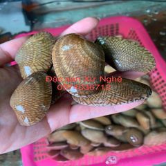 ngao hoa chip chip khoang 40 50 con kg