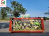 TRANH ĐỒNG CẢNH CÒ VÀ SEN
