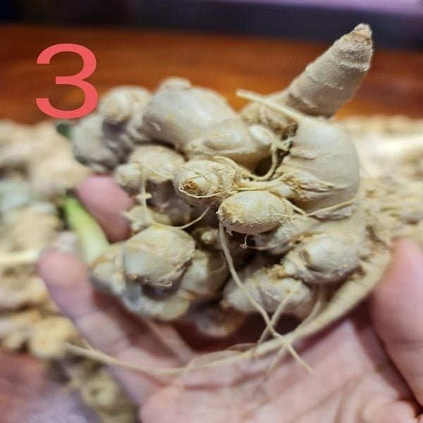 Giá Sâm Dây Thông Tin Chi Tiết & Những Điều Cần Biết