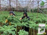 Bột Cải Kale Sấy Lạnh hữu cơ Jan’s Powder