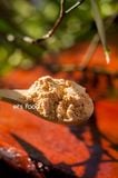 Bột Natto đậu tương lên men Anphaco