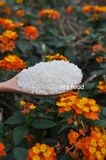Gạo japonica hữu cơ